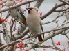 Waxwing at Pitsea (Steve Arlow) (104050 bytes)